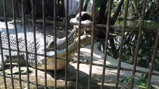 CrocodileGharial roars🐊 [upl. by Aihcila348]