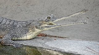 LA Zoo Welcomes Critically Endangered Indian Gharials [upl. by Nolahc]