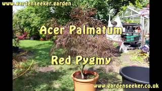 Acer Palmatum Red Pygmy [upl. by Gerri]