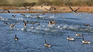 Canada Geese Taking Off [upl. by Sana]