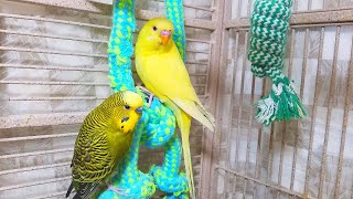 Help Lonely Budgies to Chirp Nature Parakeets Bird Sound 12 Hr [upl. by Ahsinav]