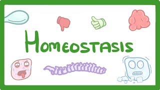 GCSE Biology  Homeostasis 54 [upl. by Holden]