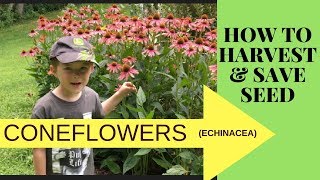 HOW TO COLLECT AND SAVE CONEFLOWER SEEDS ECHINACEA [upl. by Anerrol]