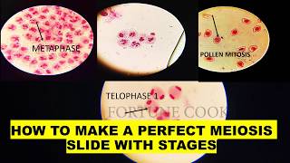 Phases of MEIOSIS  Stage identification and laboratory preparation from onion flower [upl. by Atnomed]