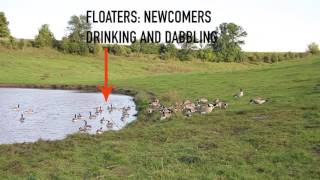 How to Set Decoys for EarlySeason Geese [upl. by Annaid]