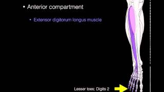 Anterior compartment leg muscles [upl. by Eural]