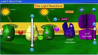 CBSE Class 11 Biology  Photosynthesis in Higher Plants  Full Chapter  By Shiksha House [upl. by Rodolph]