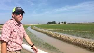 From Riceland Farms Flooding Rice Fields [upl. by Artenek381]