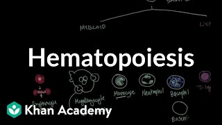 Hematopoiesis  Hematologic System Diseases  NCLEXRN  Khan Academy [upl. by Janina757]