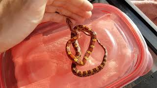 Baby Corn Snakes Update [upl. by Aztiraj]