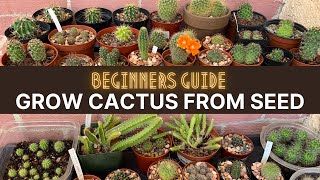 How to Grow Cactus from Seed A beginners guide  cactuscare cactus [upl. by Tiduj]