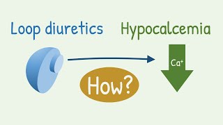 How loop diuretics cause hypocalcemia [upl. by Hartwell]