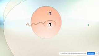 Haploid vs Diploid amp Homologous Chromosomes [upl. by Arrek]