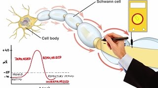 NEURON ACTION POTENTIAL MADE EASY [upl. by Nnairrek]