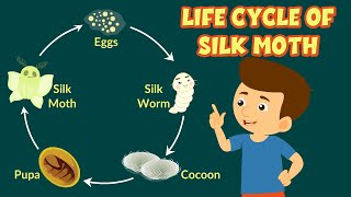 Life Cycle of Silk Moth  How Silk is Made  Silkworm Life Cycle  Video for Kids [upl. by Frederik434]