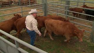 Setting Up Your Cattle Handling Facility [upl. by Richie]