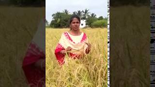 Natural Farming  Thuyamalli Rice  தூயமல்லி அரிசி [upl. by Garneau]