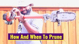 How And When To Prune Oak Tree [upl. by Byrann]