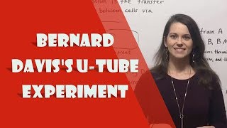 Bernard Daviss UTube Experiment Conjugation [upl. by Accissej]