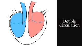 Double CirculationPart of the Circulatory SystemLeaving Cert Biology [upl. by Rogerg]