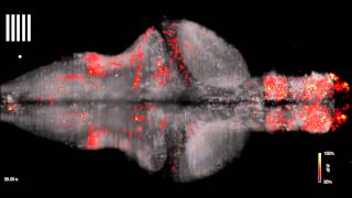 Zebrafish Brain [upl. by Ainot]