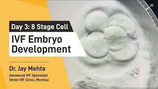 IVF Embryo DevelopmentDay 3  Embryo Journey 8 Cell Stage  Time Lapse Imaging Part 3 Dr Jay Mehta [upl. by Sucy]