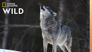 Wolves 101  Nat Geo Wild [upl. by Nerad]