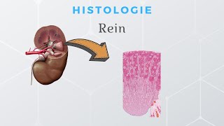 Histologie du Rein [upl. by Humble268]