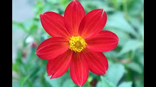 How to Dead Head Dahlias [upl. by Eldnik]