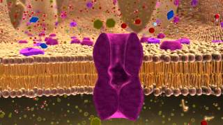 BIO 137 Membrane Transport Activity [upl. by Atnoed]