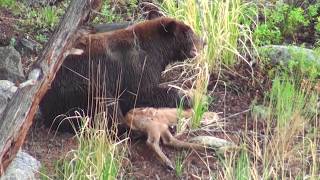 Bear eats elk calf alive  RAW uncut version  Yellowstone National Park [upl. by Baggott854]