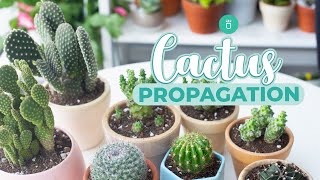 HOW TO PROPAGATE CACTUS EASY amp FAST [upl. by Aicekal]