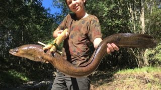 Spearfishing HUGE Eels Catch n Cook primitive spear making [upl. by Aisayt]