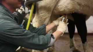 How to infuse antibiotics into dairy cows to treat infections [upl. by Pacian]