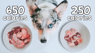 Raw Food Meal Sizing For Dogs Explained [upl. by Egidius]