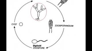 Chytridiomycota [upl. by Livesay]