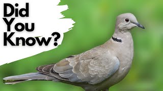 Things you need to know about COLLARED DOVES [upl. by Enimzzaj]