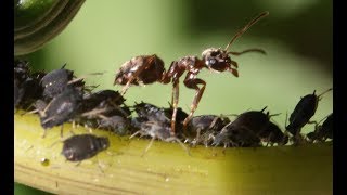 Ants Farming Aphids [upl. by Huberty]