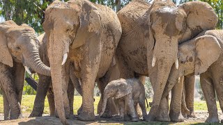 Elephant Cam Live [upl. by Nilesoy424]