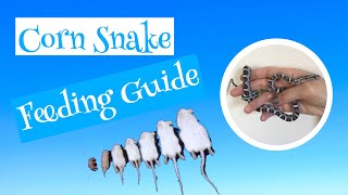 Corn Snake Feeding Guide [upl. by Ty]