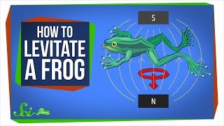 Diamagnetism How to Levitate a Frog [upl. by Gettings]