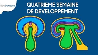 Quatrième semaine de développement  Embryologie générale [upl. by Herald107]