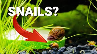 Why are SNAILS GOOD For Your AQUARIUM [upl. by Liban24]