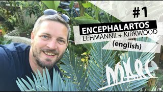 Encephalartos lehmannii english [upl. by Siddra]