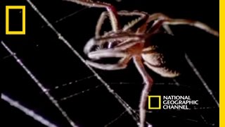 Spider Kills Bat  National Geographic [upl. by Eiramrefinnej]