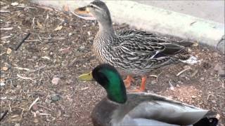 Mallard Ducks male and female [upl. by Hasan]