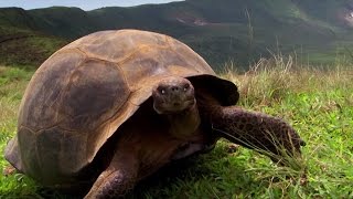 Charles Darwins Galapagos Discovery  Attenborough90  BBC Earth [upl. by Areem]