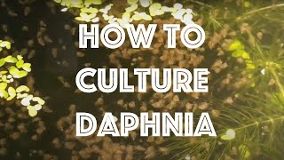 How To Culture Daphnia Magna [upl. by Victor]