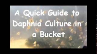 How to culture daphnia outside [upl. by Ninehc]