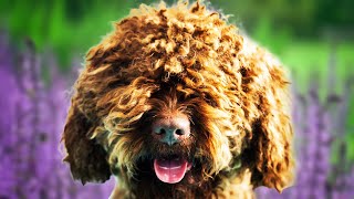 Barbet Dogs 101  Top Pros and Cons of Owning the Barbet [upl. by Yannodrahc]